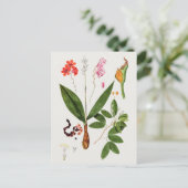 美しいヴィンテージ植物学イラストレーション ポストカード (スタンド正面)