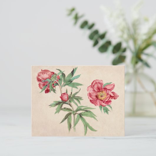 美しいヴィンテージ植物性イラストレーションはがき ポストカード (スタンド正面)