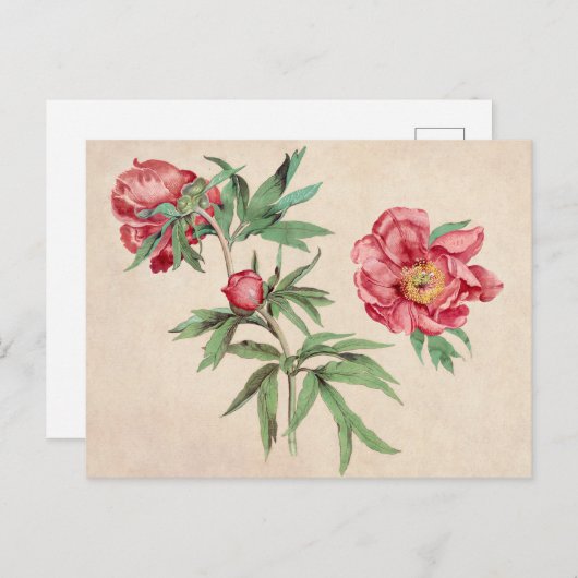 美しいヴィンテージ植物性イラストレーションはがき ポストカード (正面/裏面)