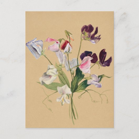 美しいヴィンテージ植物性イラストレーションはがき ポストカード (正面)