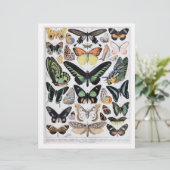 美しいヴィンテージ蝶の識別チャート (スタンド正面)