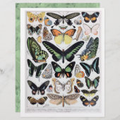 美しいヴィンテージ蝶の識別チャート (正面/裏面)