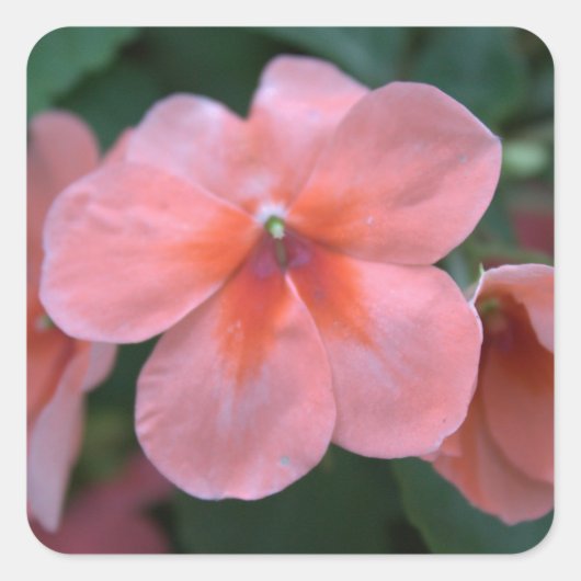 美しい一般的なピンクの庭の花。フローラ写真 スクエアシール (正面)