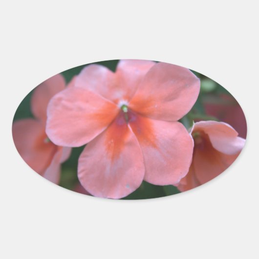 美しい一般的なピンクの庭の花。フローラ写真 楕円形シール (正面)