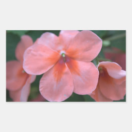 美しい一般的なピンクの庭の花。フローラ写真 長方形シール