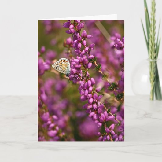 美しい一般的な青い蝶 – グリーティングカード (正面)