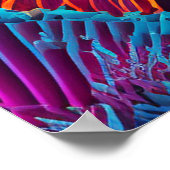 美しい人魚の海ニンフ ポスター (角)