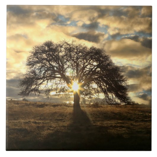 美しい伝統オークツリーアフターストーム タイル (正面)