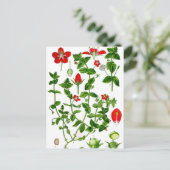 美しい優美な赤い春花 ポストカード (スタンド正面)