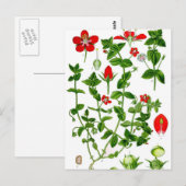 美しい優美な赤い春花 ポストカード (正面/裏面)