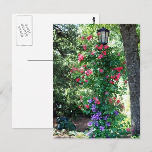 美しい光 ポストカード (正面/裏面)