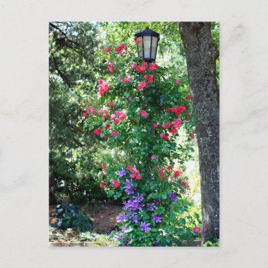 美しい光 ポストカード (正面)