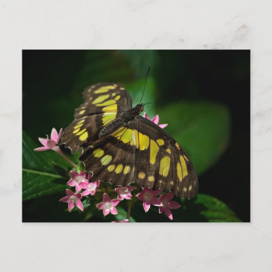美しい入りスターズポストカード ポストカード (正面)