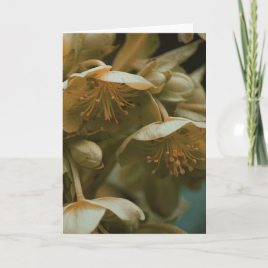 美しい写真フローラの花空白のカード カード (正面)