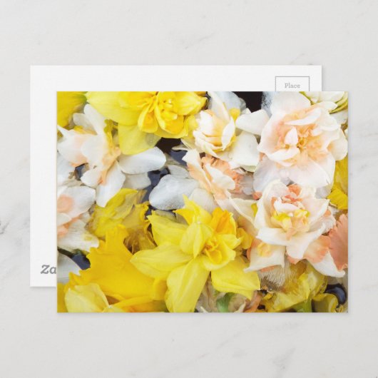 美しい写真春の水上に浮かぶ水仙 ポストカード (正面/裏面)