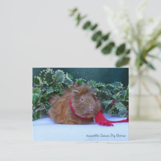 美しい冬ギニア豚はがき ポストカード (スタンド正面)