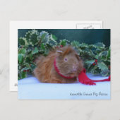 美しい冬ギニア豚はがき ポストカード (正面/裏面)