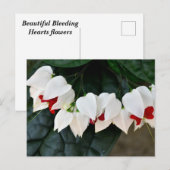 美しい出血ハートの花 ポストカード (正面/裏面)
