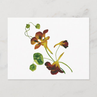 美しい刺カラフルしゅうされたナスタウム ポストカード