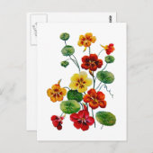 美しい刺カラフルしゅうされたナスタウム ポストカード (正面/裏面)