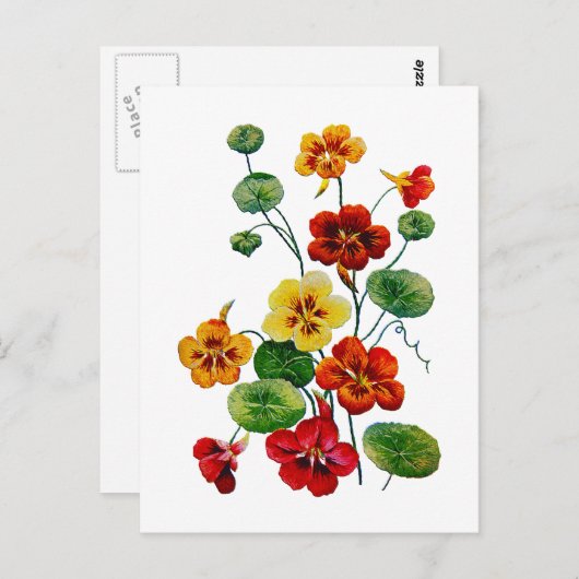 美しい刺カラフルしゅうされたナスタウム ポストカード (正面/裏面)