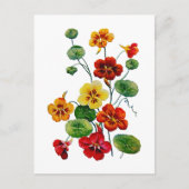 美しい刺カラフルしゅうされたナスタウム ポストカード (正面)