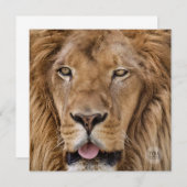 美しい動物園サファリライオン写真 (正面/裏面)