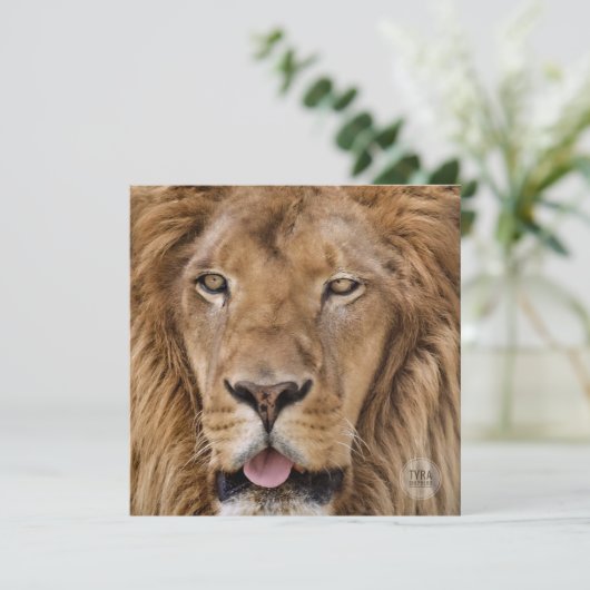 美しい動物園サファリライオン写真 (スタンド正面)