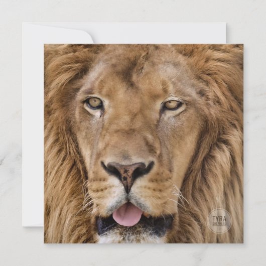 美しい動物園サファリライオン写真 (正面)