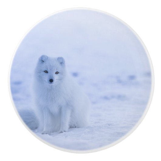 美しい北極キツネ セラミックノブ (正面)