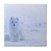 美しい北極キツネ タイル (正面)
