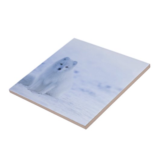 美しい北極キツネ タイル (側面)