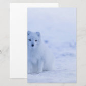 美しい北極キツネ 便箋 (正面/裏面)