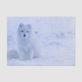 美しい北極キツネ 薄葉紙