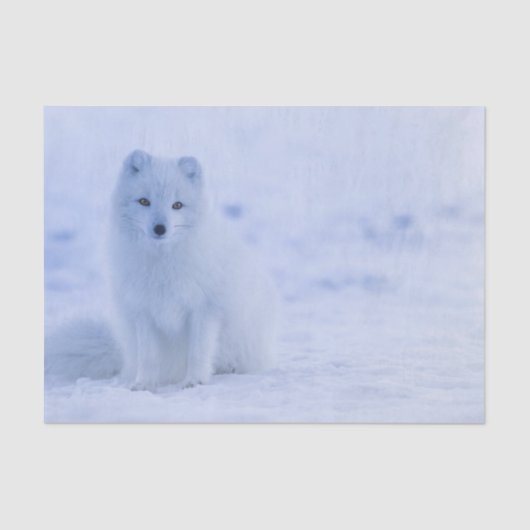 美しい北極キツネ 薄葉紙 (正面)