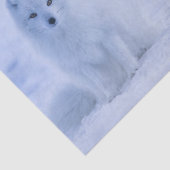 美しい北極キツネ 薄葉紙 (詳細)