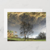 美しい反射写真の木はがき ポストカード (正面/裏面)