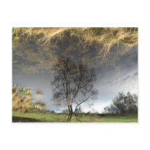 美しい反射写真の木はがき