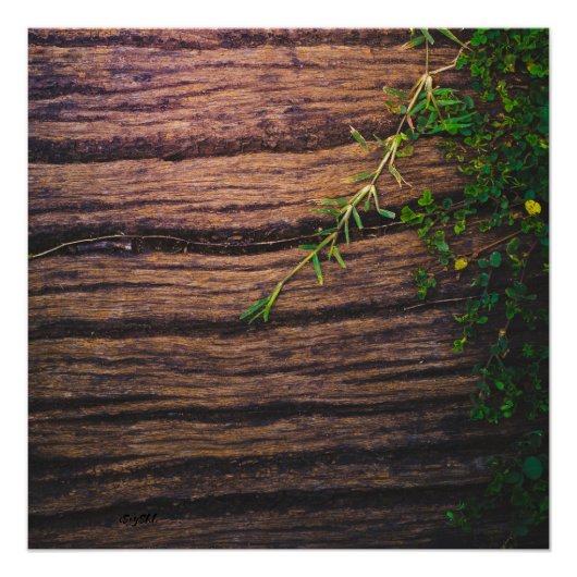 美しい古い木 ポスター (正面)