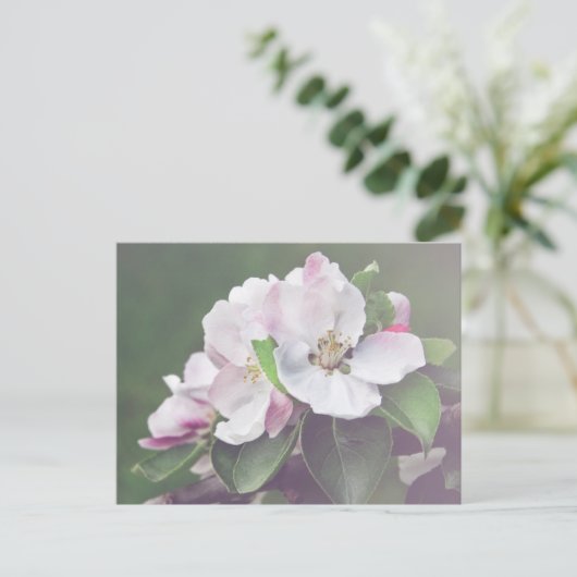 美しい咲き誇るリンゴの木はがき ポストカード (スタンド正面)