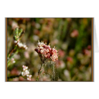 美しい咲くこと