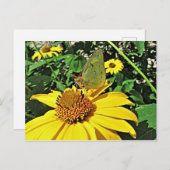 美しい夏のイメージの郵便はがき ポストカード (正面/裏面)