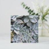 美しい多肉植物の写真 カード (スタンド正面)