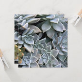 美しい多肉植物の写真 カード (正面/裏面インサイチュ)
