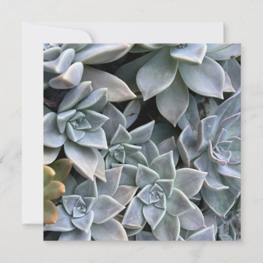 美しい多肉植物の写真 カード (正面)