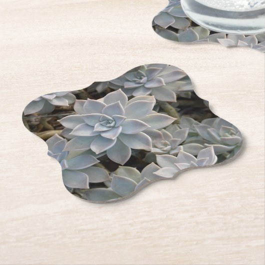 美しい多肉植物写真 ペーパーコースター (アングル)
