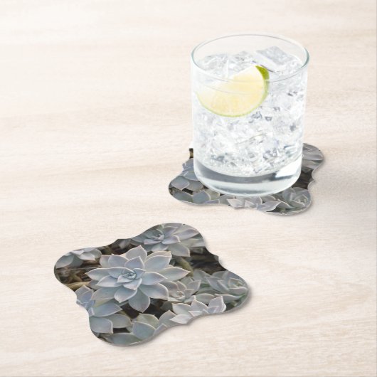 美しい多肉植物写真 ペーパーコースター (インサイチュ)