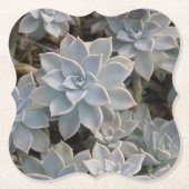 美しい多肉植物写真 ペーパーコースター (正面)