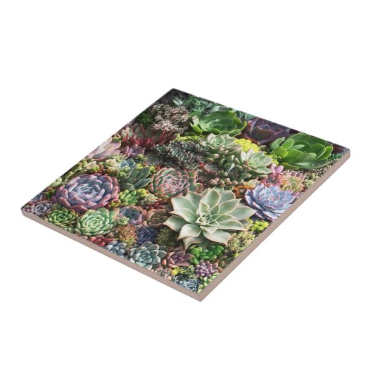 美しい多肉植物 タイル (側面)