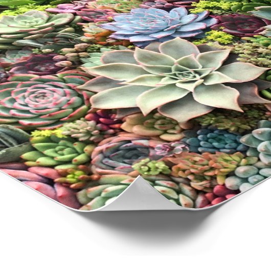 美しい多肉植物 ポスター (角)